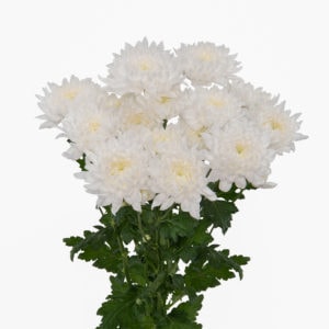 productfotografie bloemen packshot 07 300x300 - Packshots van bloemen