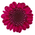 productfotografie bloemen packshot 12 150x150 - 360 graden foto’s op Weebly